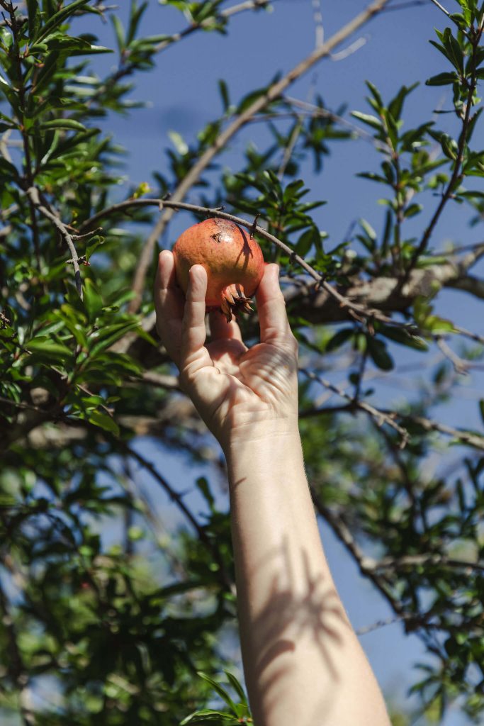 private chef Ida picking up pomegranate from tree during her personal branding shoot in Mallorca
